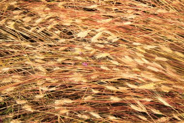 Altın buğday tarlası