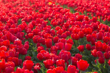 Lale. Lale güzel buket. renkli Lale