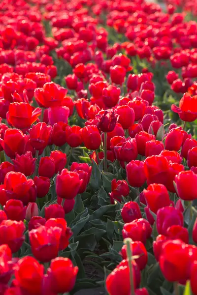 Tulipano. Bellissimo bouquet di tulipani. tulipani colorati — Foto Stock