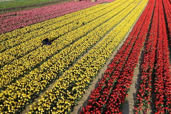 Tulipán. Hermoso ramo de tulipanes. tulipanes coloridos — Foto de Stock