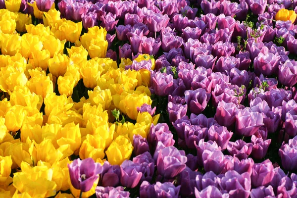 Tulipano. Bellissimo bouquet di tulipani. tulipani colorati — Foto Stock