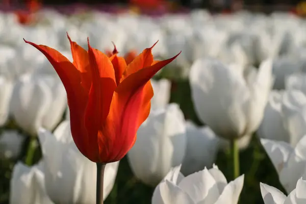 Tulpe. schöner Strauß Tulpen. Bunte Tulpen — Stockfoto