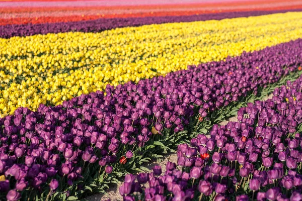 Tulp. Mooi boeket van tulpen. kleurrijke tulpen — Stockfoto