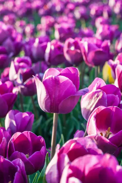 Tulipán. Krásnou kytici tulipánů. barevné tulipány — Stock fotografie