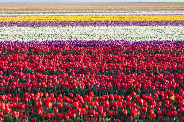 Tulipán. Hermoso ramo de tulipanes. tulipanes coloridos — Foto de Stock