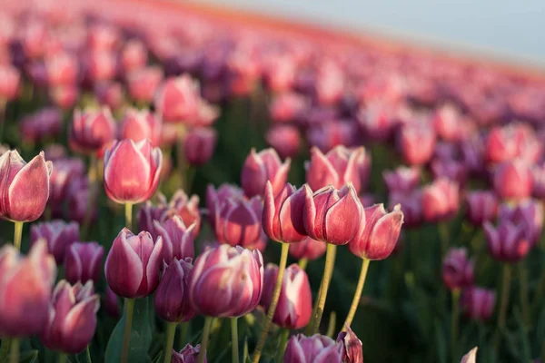 Tulipán. Hermoso ramo de tulipanes. tulipanes coloridos — Foto de Stock