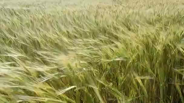 Grüne Weizenfeldwellen, die vom Sommerwind bewegt werden — Stockvideo