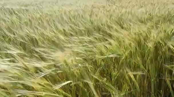 Groene tarwe veld golven verplaatst door zomer Wind — Stockvideo