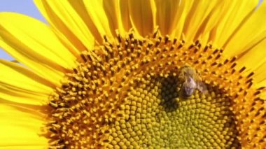 Ayçiçeği, çiçek arıya