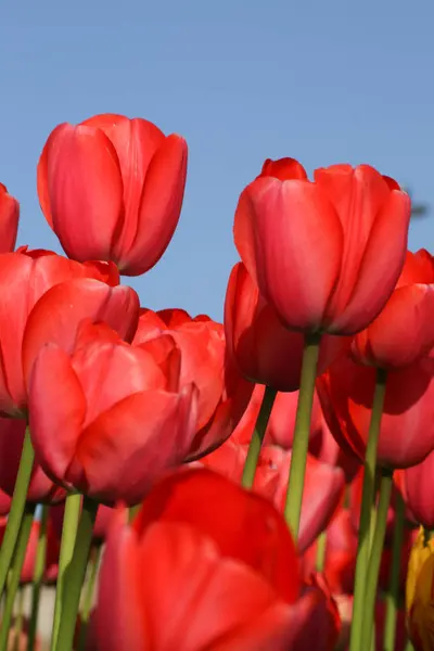 Červený Tulipán s modrou oblohou — Stock fotografie