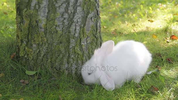 Conejo blanco en el jardín — Vídeo de stock