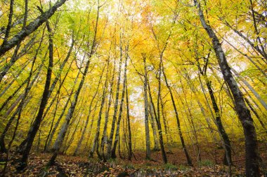 Bir ormandaki sonbahar manzara