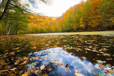 Bir orman ve göl sonbahar manzara