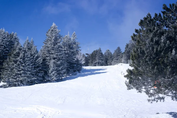 Лес Горы Зимой — стоковое фото