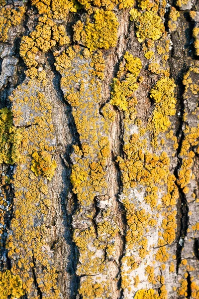 bir ağaç kabuğu yosun