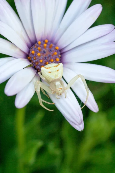 白い花に白カニグモ — ストック写真