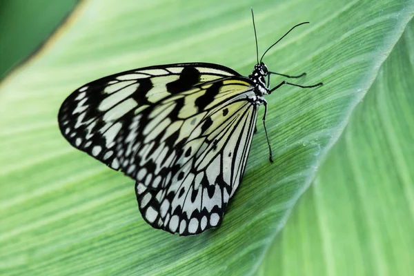 doğa yeşil orman ortamında kelebek