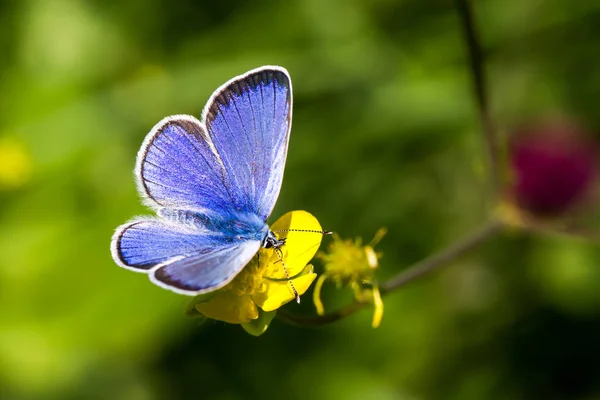Papillon bleu commun - polyommatus icarus — Photo
