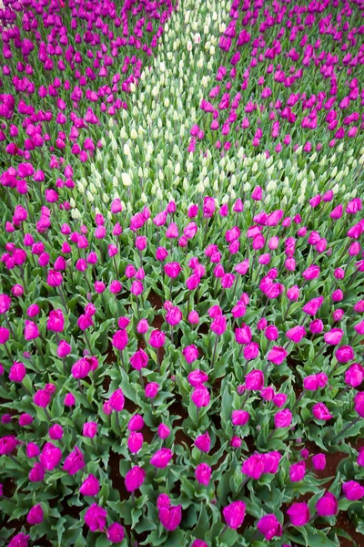 Tulipa. Tulipas coloridas no jardim — Fotografia de Stock