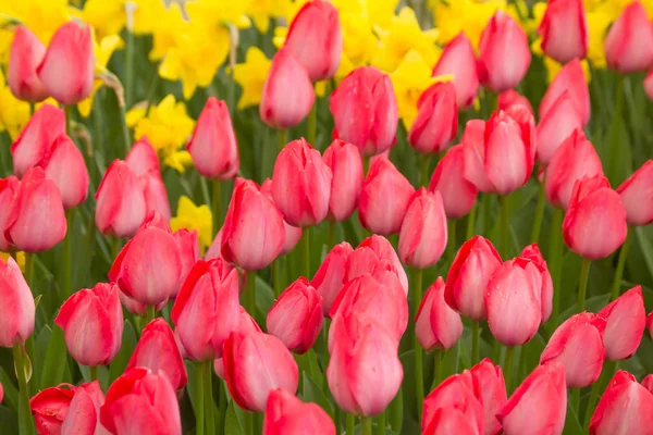 Tulp. Kleurrijke tulpen in de tuin — Stockfoto