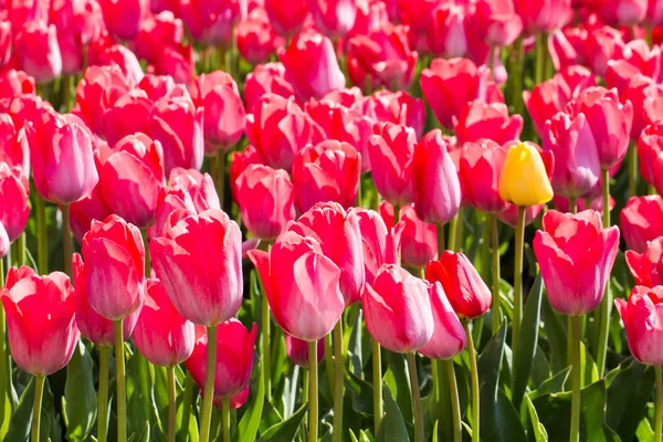 Тюльпан. Красочные тюльпаны в саду — стоковое фото