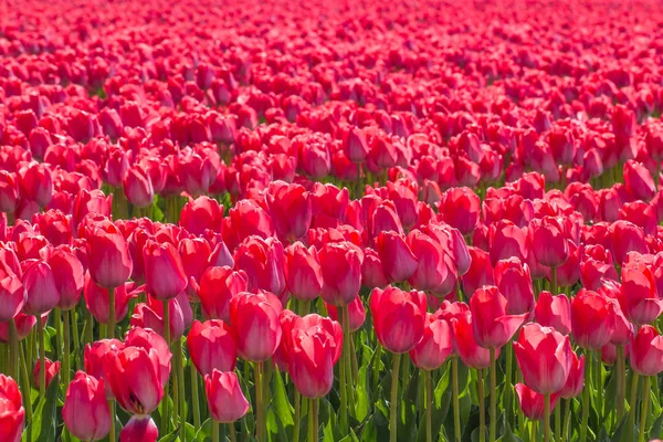 Тюльпан. Красочные тюльпаны в саду — стоковое фото