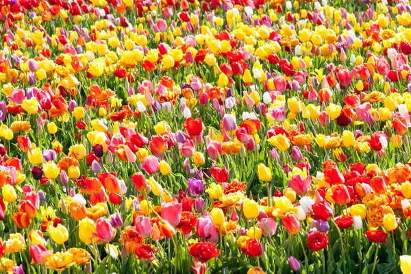 Tulp. Kleurrijke tulpen in de tuin — Stockfoto