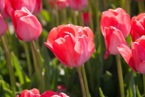 Lale. Bahçedeki renkli Lale