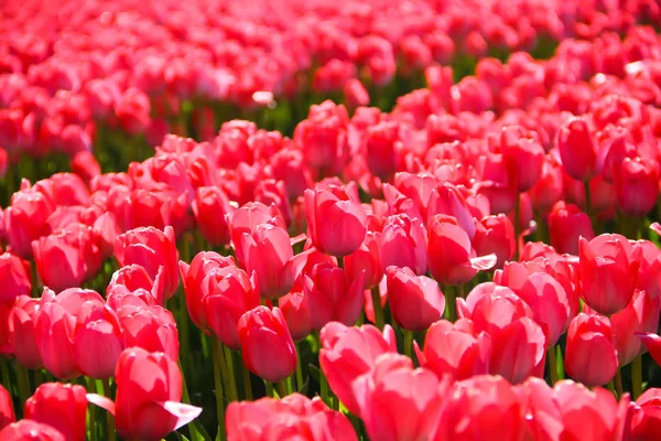 Une tulipe. Des tulipes colorées dans le jardin — Photo