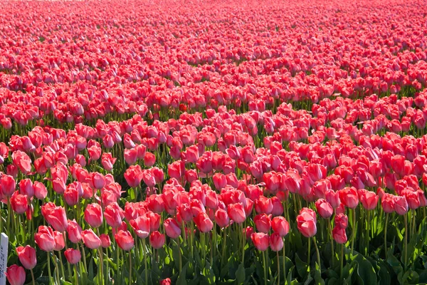 Tulipan. Kolorowe tulipany w ogrodzie — Zdjęcie stockowe