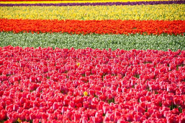 Tulipán. Tulipanes coloridos en el jardín — Foto de Stock