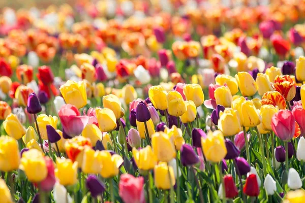 Tulp. Kleurrijke tulpen in de tuin — Stockfoto