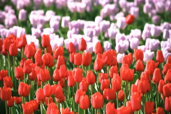 Tulipán. Barevné tulipány v zahradě — Stock fotografie