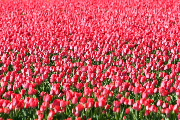 Une tulipe. Des tulipes colorées dans le jardin — Photo