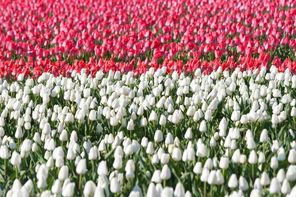 Tulipán. Színes tulipánok a kert — Stock Fotó