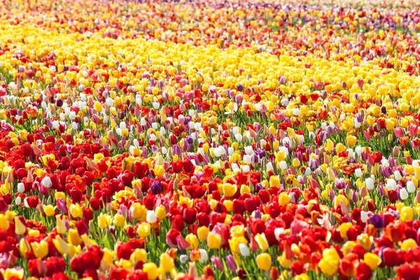 튤립입니다. 다채로운 튤립 정원에서 — 스톡 사진