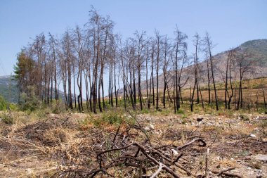 Yangından sonra orman