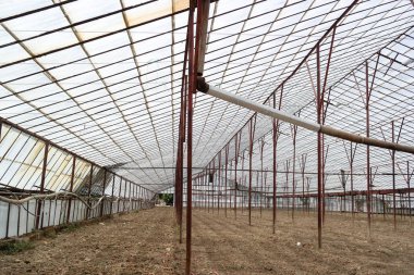 Yeni sebze boş sera