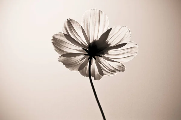 çiçek yukarıdan siyah beyaz 