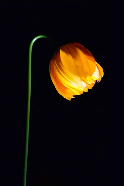 İzole üzerinde siyah arka plan ile sarı çiçek