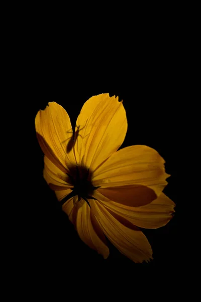 Flor amarela com isolamento no fundo preto — Fotografia de Stock