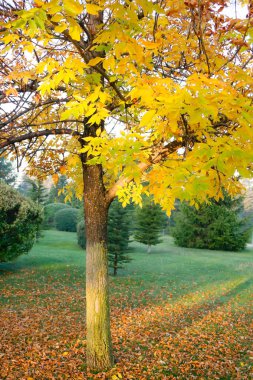 Sonbahar zaman dilimi yaprakları ağaçlara Güz