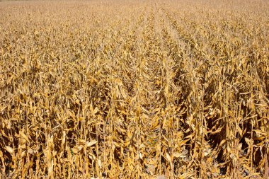 Mısır alan sonbahar