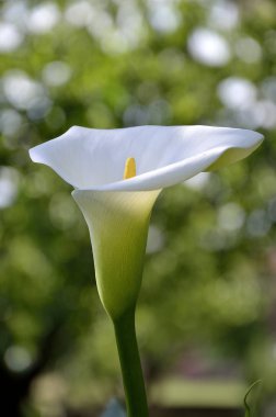 Beyaz calla çiçek bahar