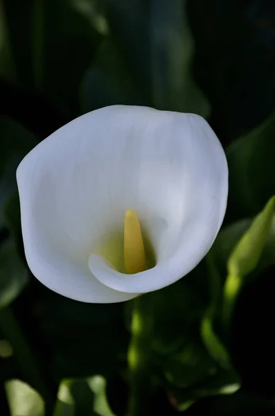 Calla Άσπρο Λουλούδι Άνοιξη — Φωτογραφία Αρχείου