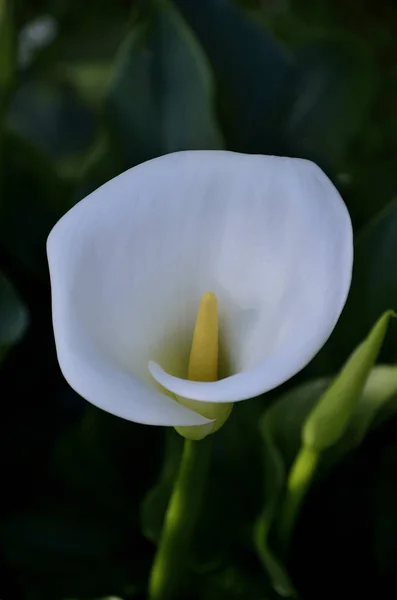 Beyaz calla çiçek bahar — Stok fotoğraf