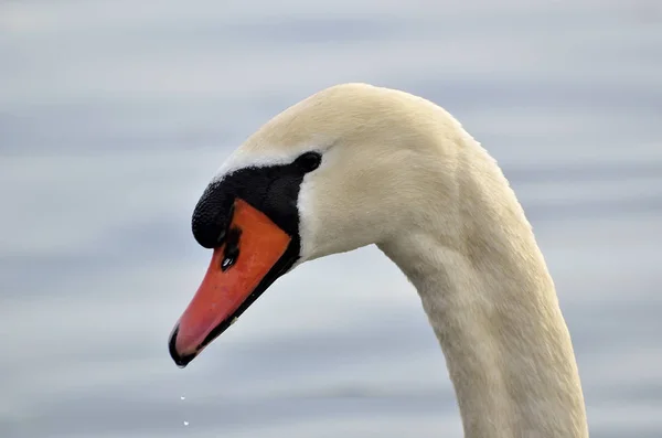 Höckerschwan im See — Stockfoto