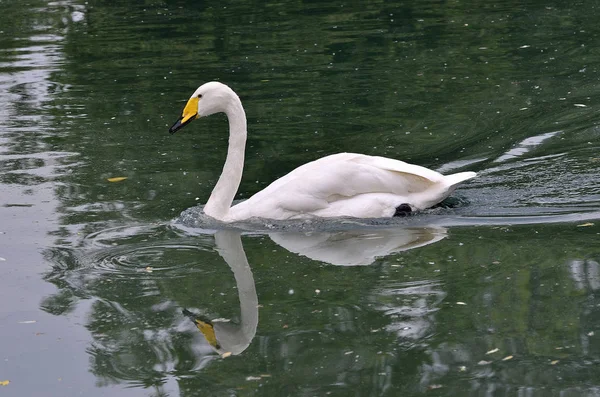 Cisne salvaje en el lago — Foto de Stock