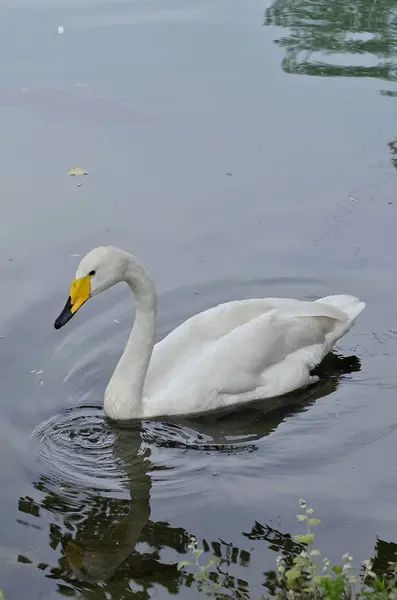 Wildschwan im See — Stockfoto