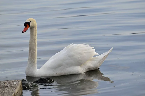 Cisne mudo en el lago — Foto de Stock